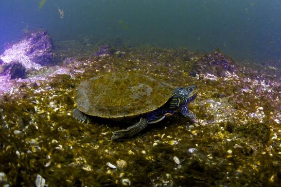 1795431_10154079246145104_4696058394265640720_o